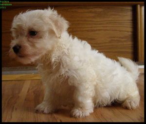 bichon-havanese a kis túlélő